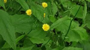 Attēlu rezultāti vaicājumam “Lapsana communis fruit”