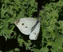 Attēlu rezultāti vaicājumam “Pieris rapae female”