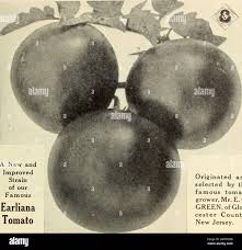 Afbeeldingsresultaat voor earliana tomato