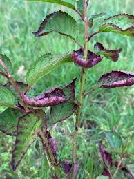 Attēlu rezultāti vaicājumam “Cerasus leaf”