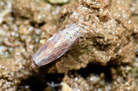 Attēlu rezultāti vaicājumam “Macrosteles nymph”