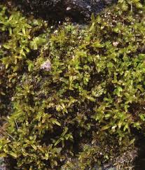 Attēlu rezultāti vaicājumam “Gyroweisia tenuis”