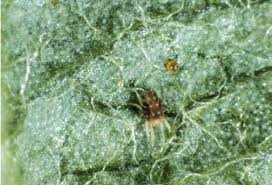 Attēlu rezultāti vaicājumam “Panonychus”