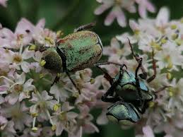 Attēlu rezultāti vaicājumam “Hoplia graminicola”