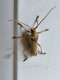 Attēlu rezultāti vaicājumam “Saperda carcharias”