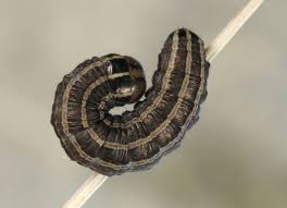 Attēlu rezultāti vaicājumam “Tholera decimalis male”