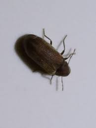 Attēlu rezultāti vaicājumam “Anobiidae”