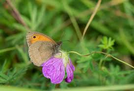 Attēlu rezultāti vaicājumam “Maniola jurtina male”