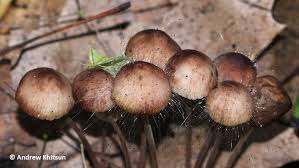 Attēlu rezultāti vaicājumam “Spinellus fusiger”