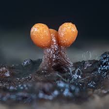 Attēlu rezultāti vaicājumam “Colloderma oculatum plasmodium”