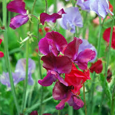 Attēlu rezultāti vaicājumam “Lathyrus”