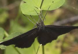 Attēlu rezultāti vaicājumam “Odezia atrata”