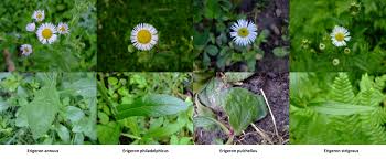 Attēlu rezultāti vaicājumam “Erigeron annuus leaf”