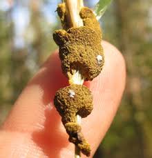 Attēlu rezultāti vaicājumam “Lignydium muscorum plasmodium”