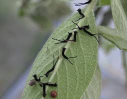 Attēlu rezultāti vaicājumam “Cerura vinula larva”