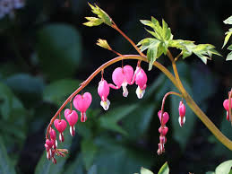 Image result for tränendes Herz