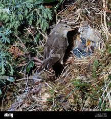 Attēlu rezultāti vaicājumam “Phylloscopus trochilus nest”