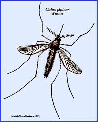 Attēlu rezultāti vaicājumam “Culex pipiens female”