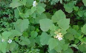 Image result for Althaea officinalis