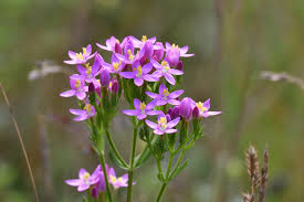 Attēlu rezultāti vaicājumam “Centaurium erythraea flower”