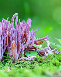 Attēlu rezultāti vaicājumam “Clavaria sphagnicola”