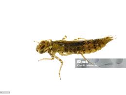 Attēlu rezultāti vaicājumam “Dicyphus nymph”