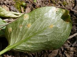 Attēlu rezultāti vaicājumam “Puccinia sessilis”