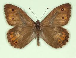 Attēlu rezultāti vaicājumam “Hipparchia semele underside”