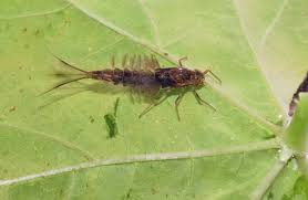 Attēlu rezultāti vaicājumam “Siphlonurus male”