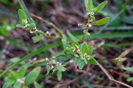 Attēlu rezultāti vaicājumam “Polygonum aviculare flower”
