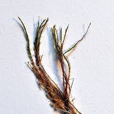 Attēlu rezultāti vaicājumam “Pohlia sphagnicola”