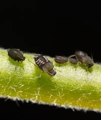 Attēlu rezultāti vaicājumam “Aphis fabae”