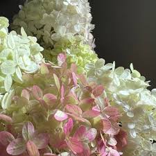 Attēlu rezultāti vaicājumam “Hippophae rhamnoides male flower”