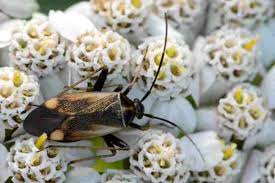 Attēlu rezultāti vaicājumam “Adelphocoris seticornis”