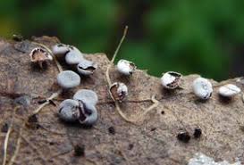 Attēlu rezultāti vaicājumam “Diderma rufostriatum”