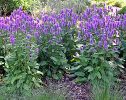 Attēlu rezultāti vaicājumam “Stachys”