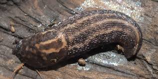 Attēlu rezultāti vaicājumam “Limax maximus”