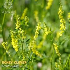 Attēlu rezultāti vaicājumam “Melilotus”