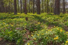 Attēlu rezultāti vaicājumam “Anemone ranunculoides leaf”