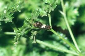 Attēlu rezultāti vaicājumam “Papilio machaon larva”