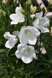 Image result for Campanula persicifolia