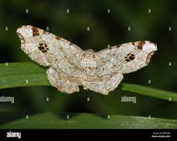 Attēlu rezultāti vaicājumam “Macaria notata”