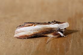 Attēlu rezultāti vaicājumam “Cucullia verbasci”