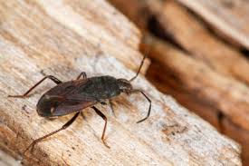 Attēlu rezultāti vaicājumam “Eremocoris plebejus”