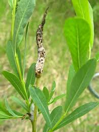 Attēlu rezultāti vaicājumam “Rabdophaga heterobia”