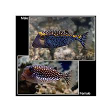 Attēlu rezultāti vaicājumam “Meleagris male”