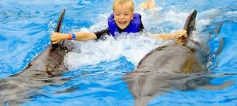 Image result for Adventure Dolphin