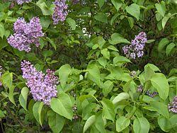Attēlu rezultāti vaicājumam “Syringa vulgaris flower”