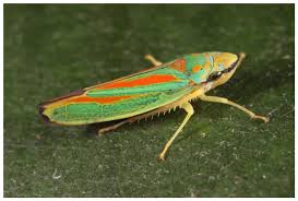 Attēlu rezultāti vaicājumam “Exoprosopa capucina”