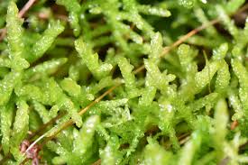 Attēlu rezultāti vaicājumam “Pseudoscleropodium purum”